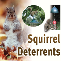 Squirrel Repellents and Deterrents